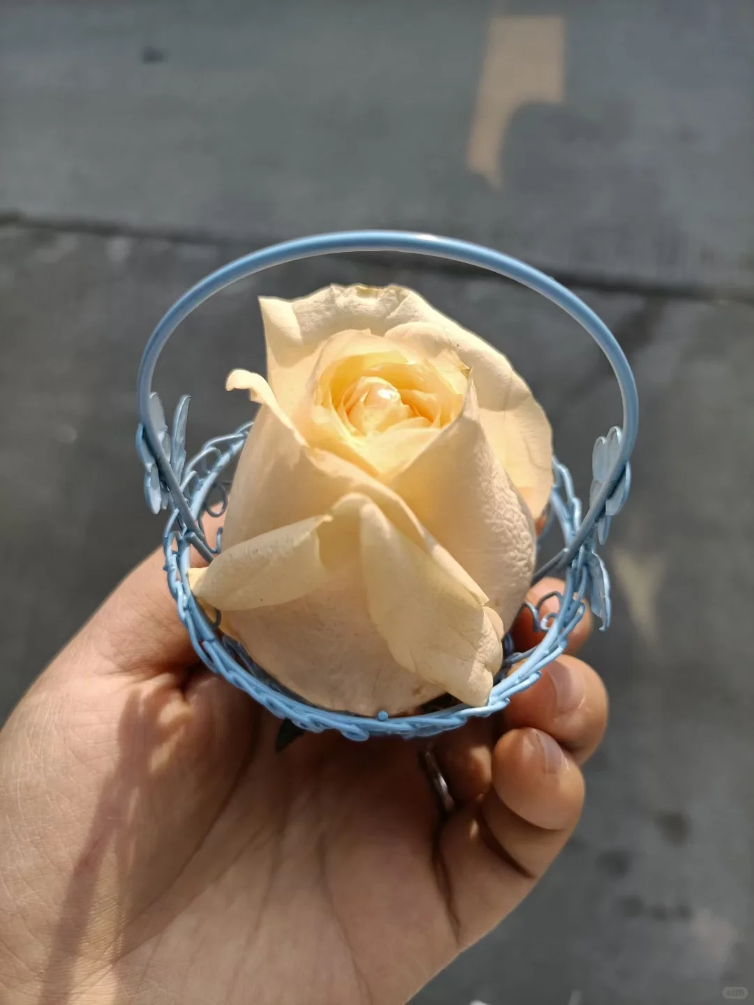 阳光下的花朵很娇艳