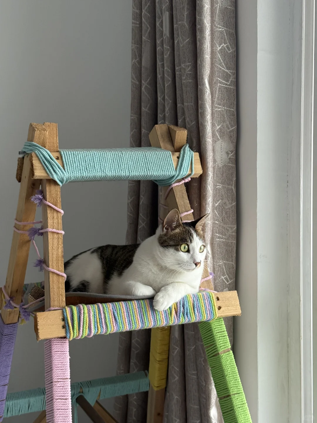 求购一只小奶猫