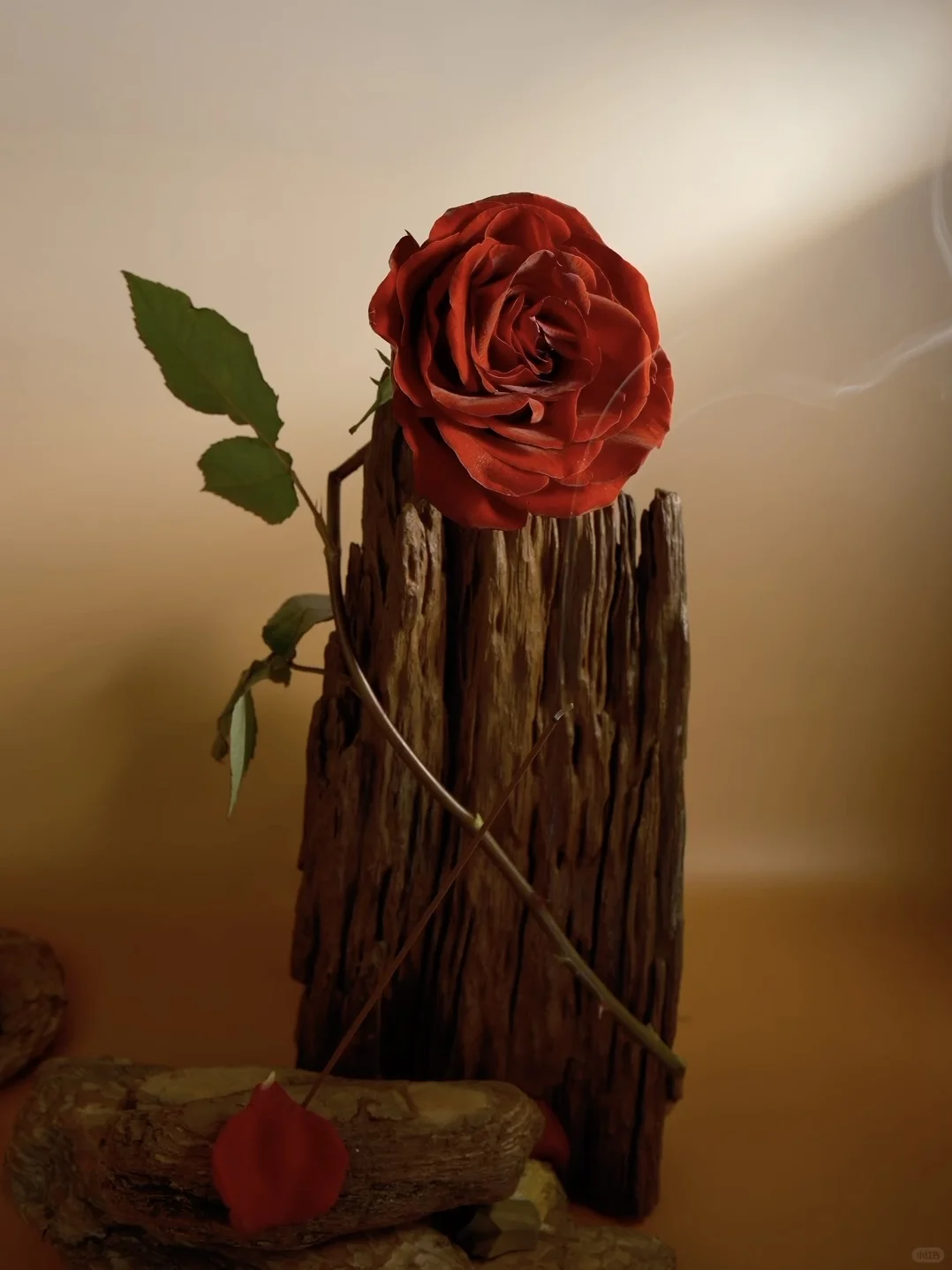 是无法忘记的🌹玫瑰啊❤️