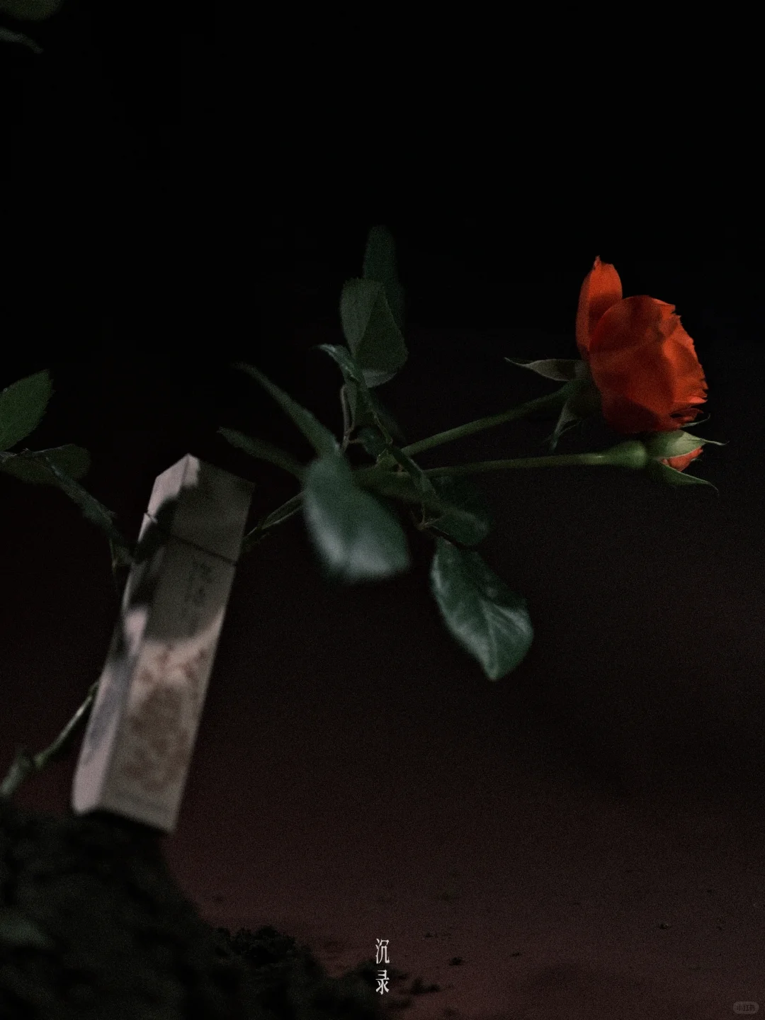 是无法忘记的🌹玫瑰啊❤️