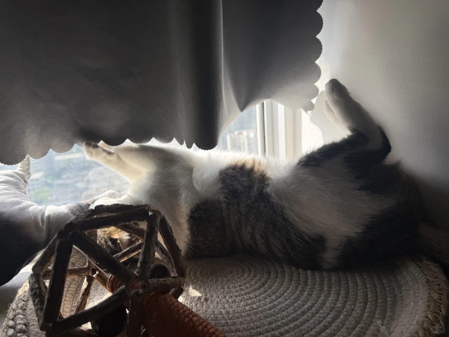 求购一只小奶猫