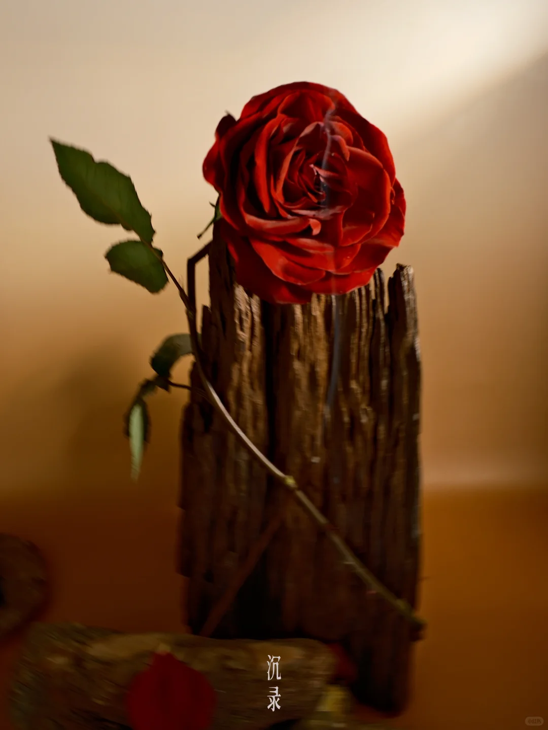 是无法忘记的🌹玫瑰啊❤️