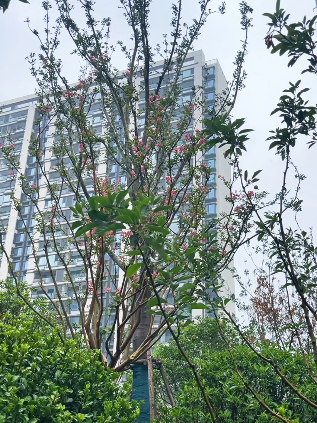 聊城宝藏小区 | 雨中实拍，小区花园也太美了
