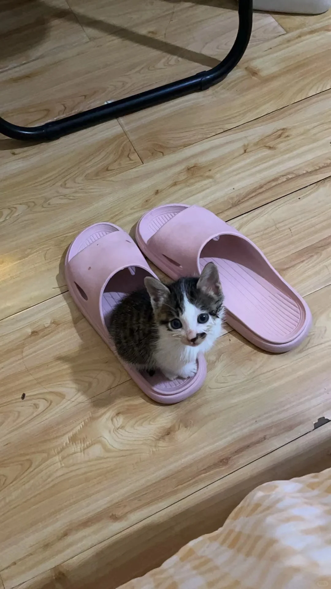 求购一只小奶猫