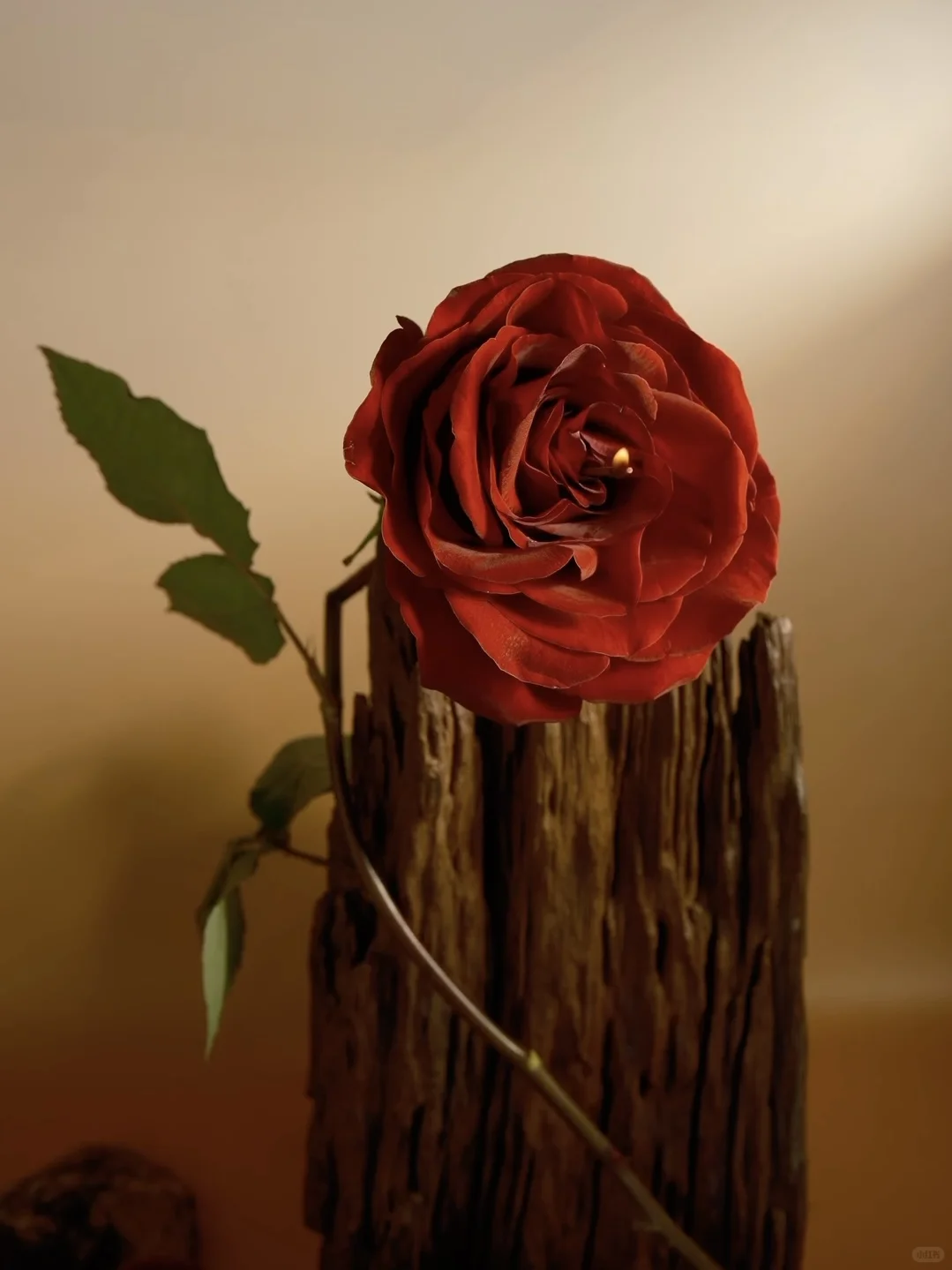 是无法忘记的🌹玫瑰啊❤️