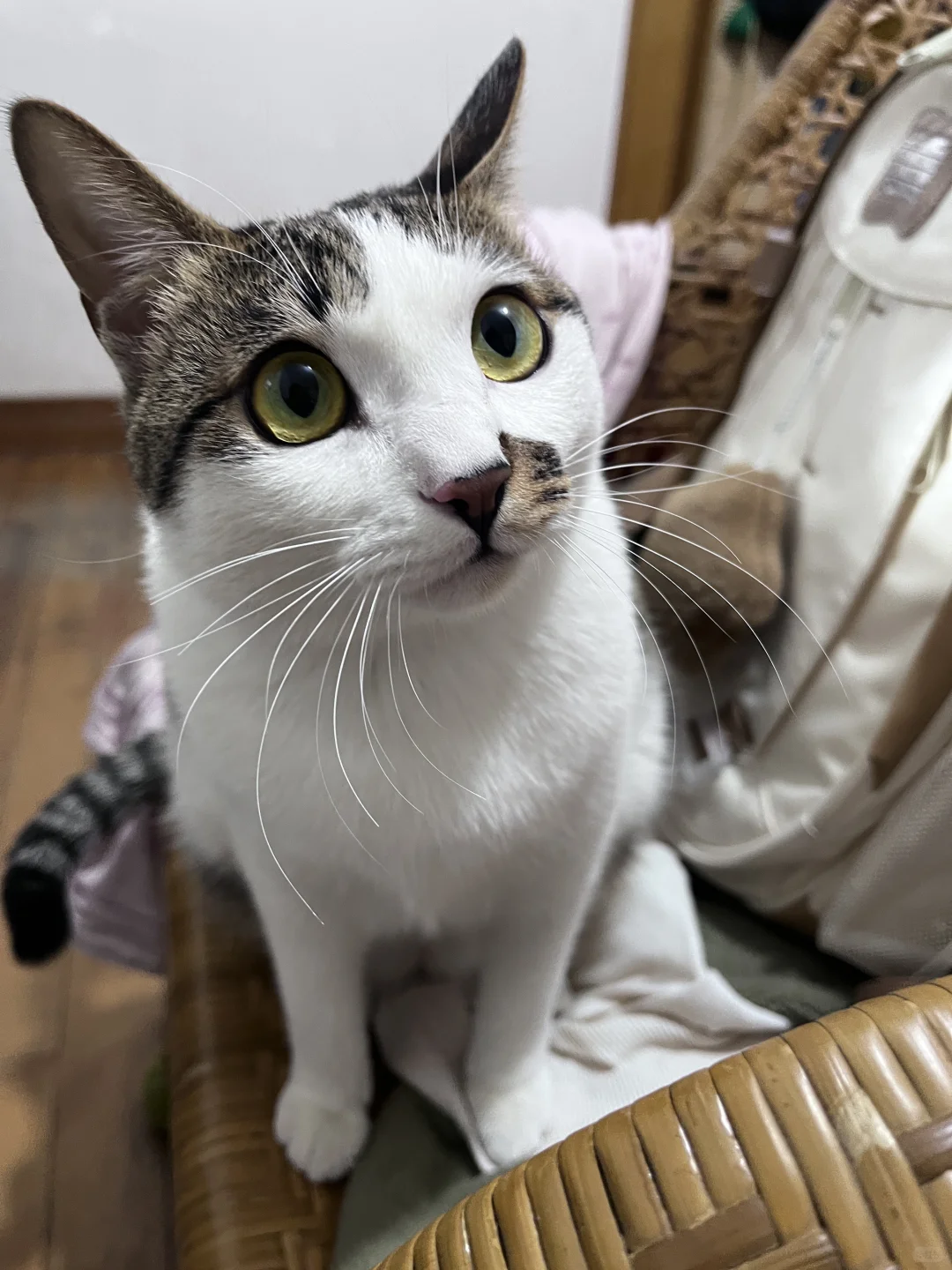 求购一只小奶猫
