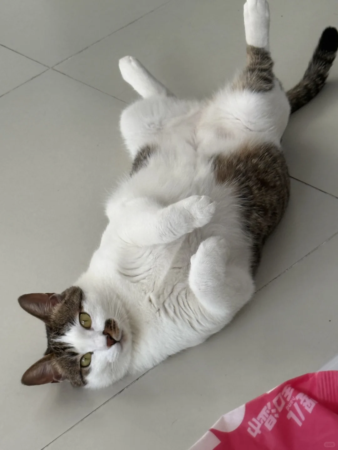 求购一只小奶猫
