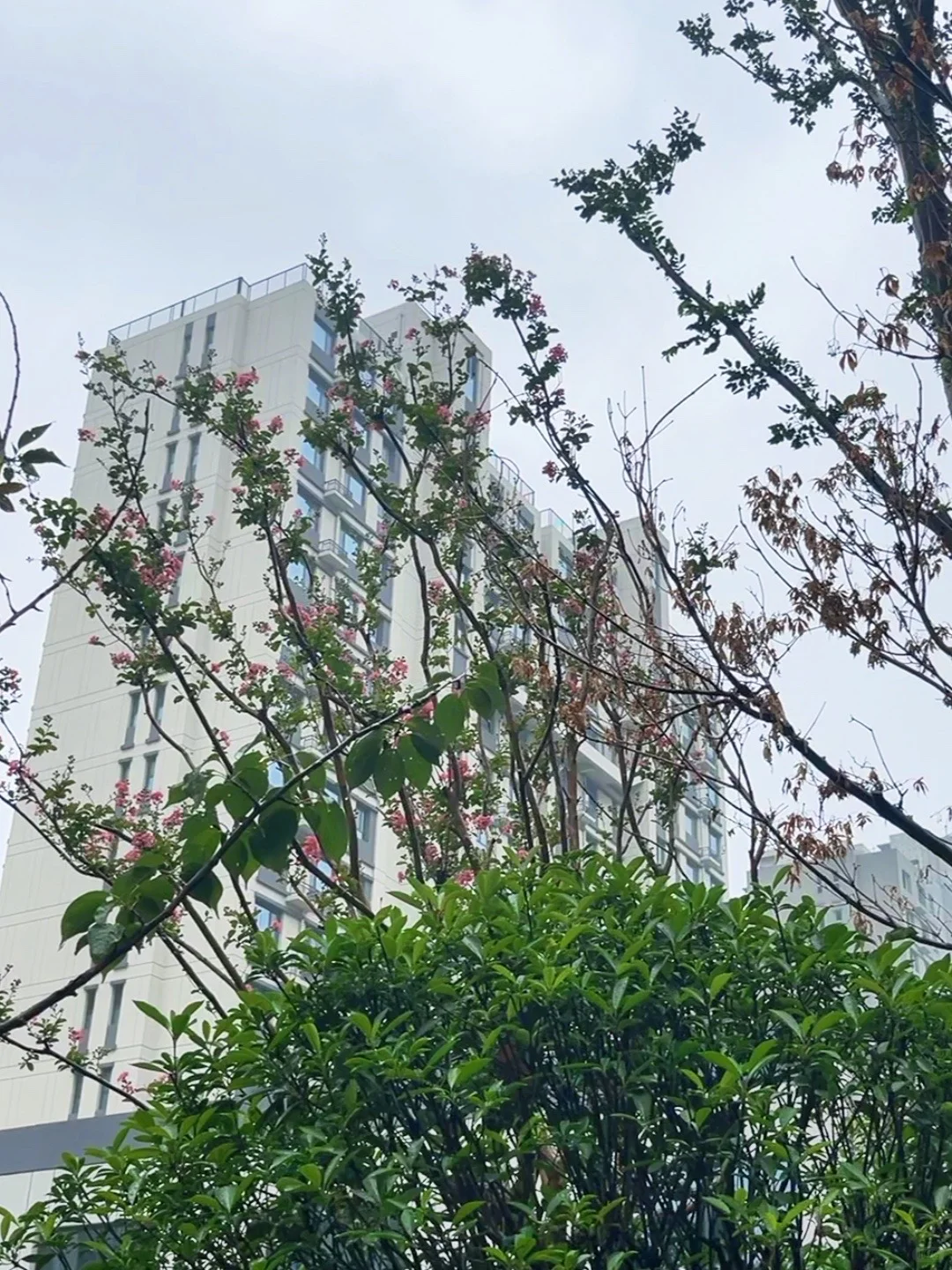 聊城宝藏小区 | 雨中实拍，小区花园也太美了
