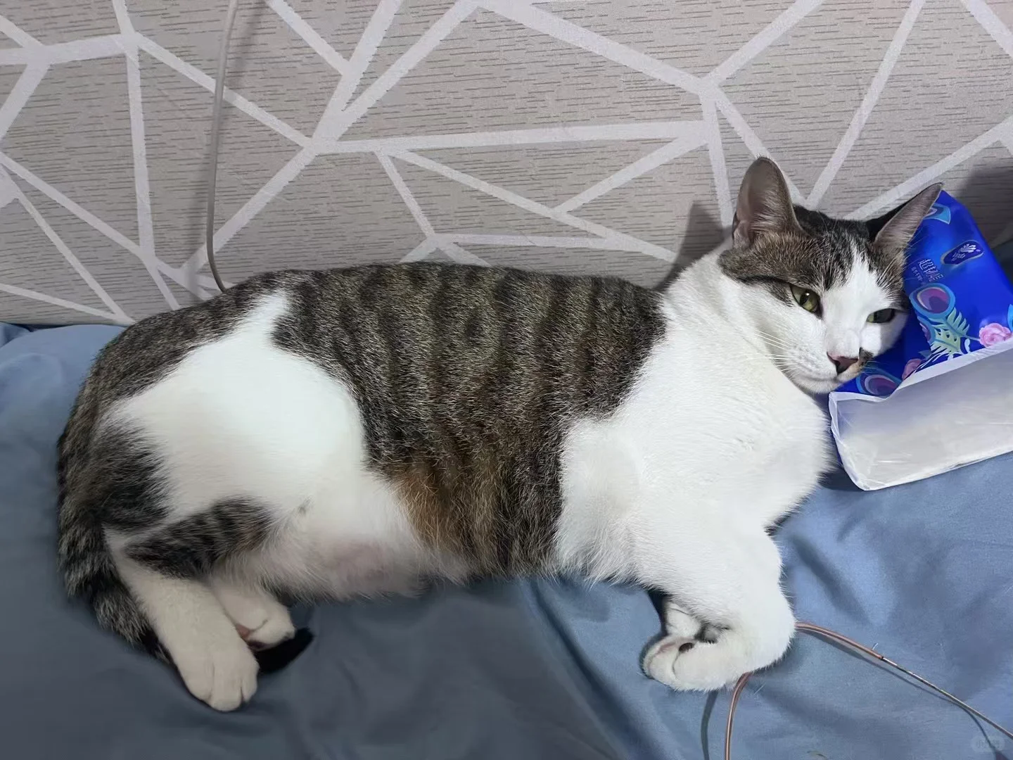 求购一只小奶猫