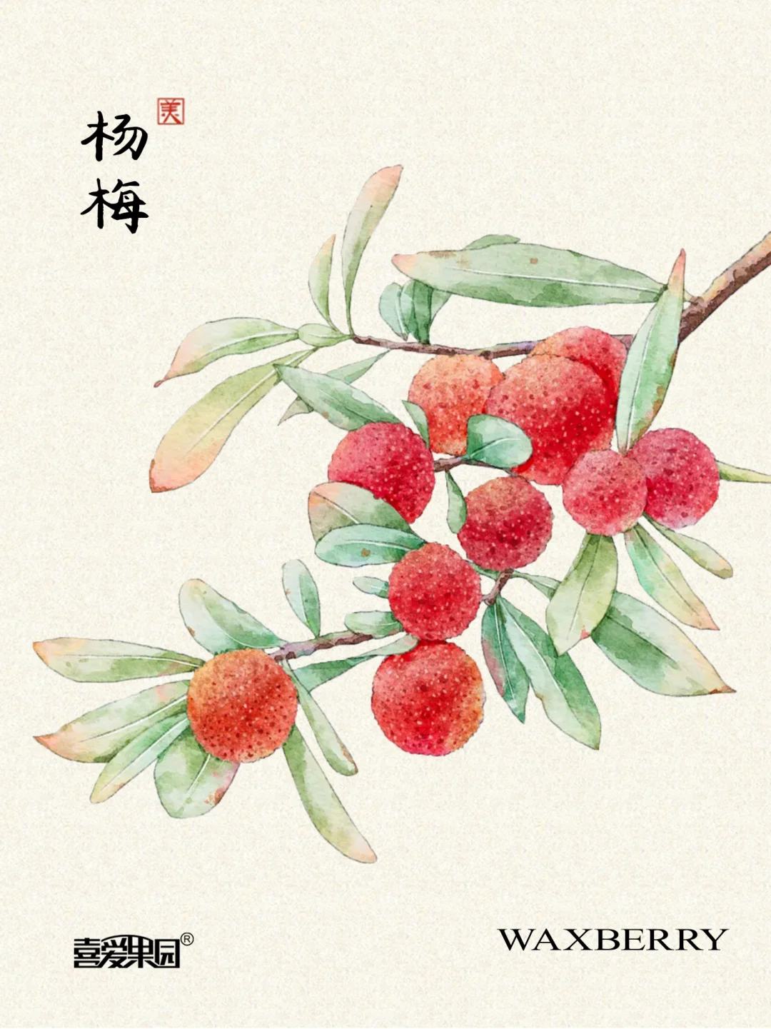盛夏第一口杨梅！酸甜可口，汁多味浓