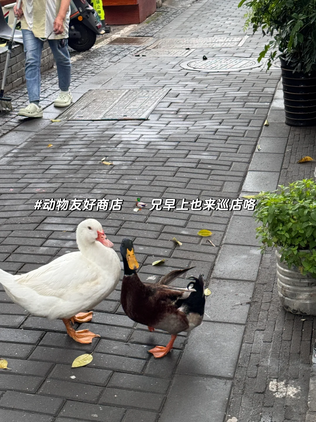 来苏州买旗袍👗平江路这个巷口千万别错过‼️