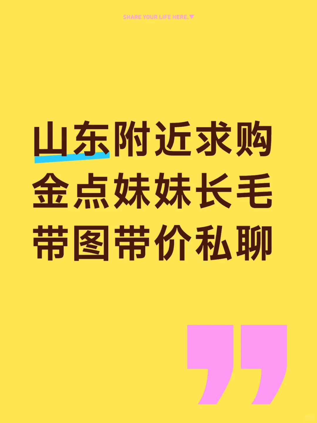 求购长毛金点妹妹