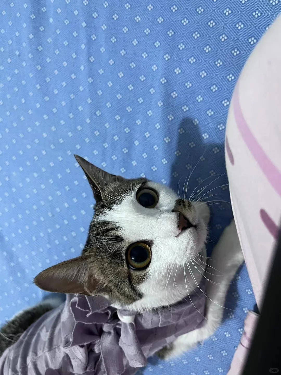 求购一只小奶猫