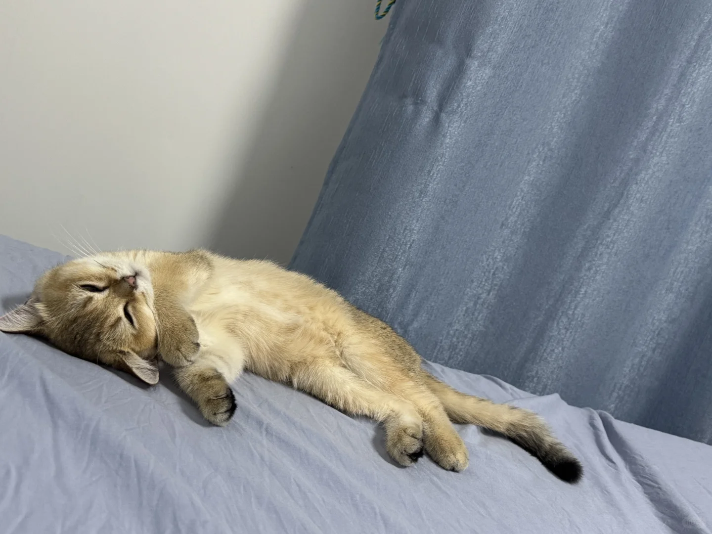 睡觉的小猫好妖娆啊