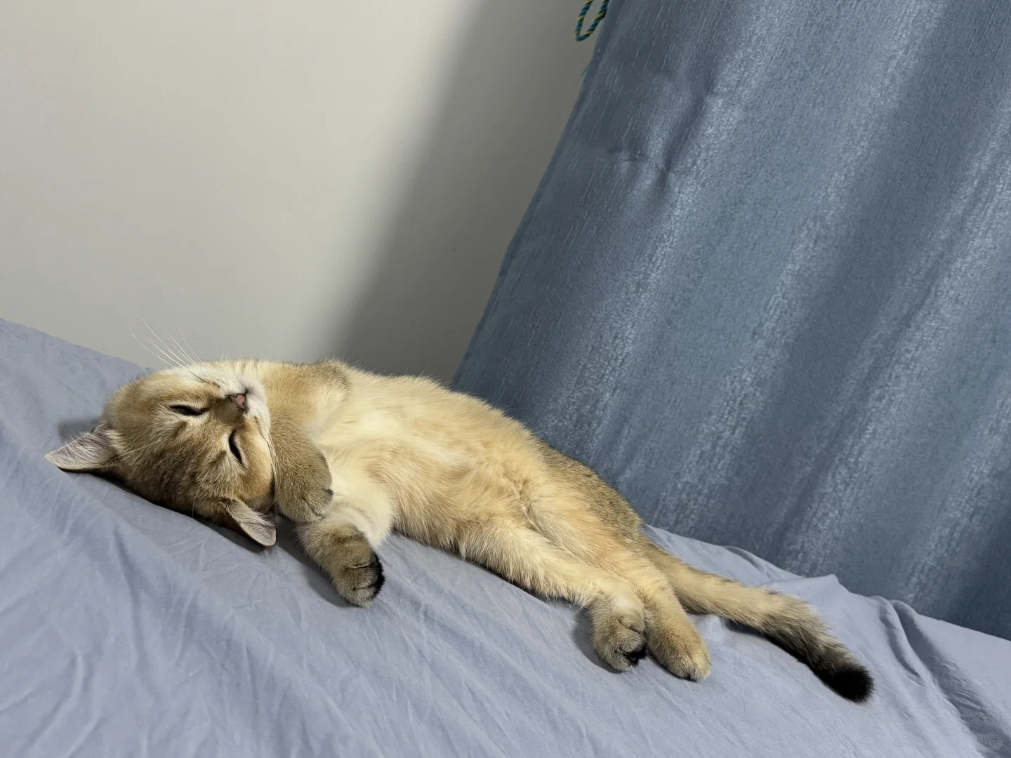睡觉的小猫好妖娆啊