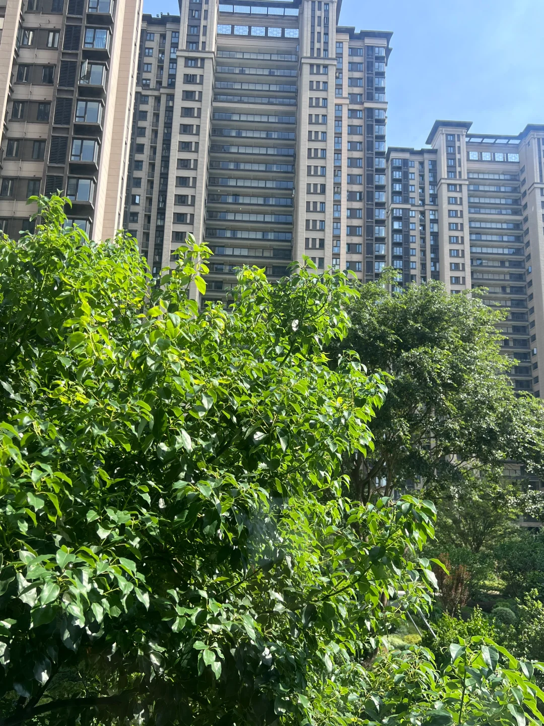 🏡买在2楼，🌲都长在我家窗户边了