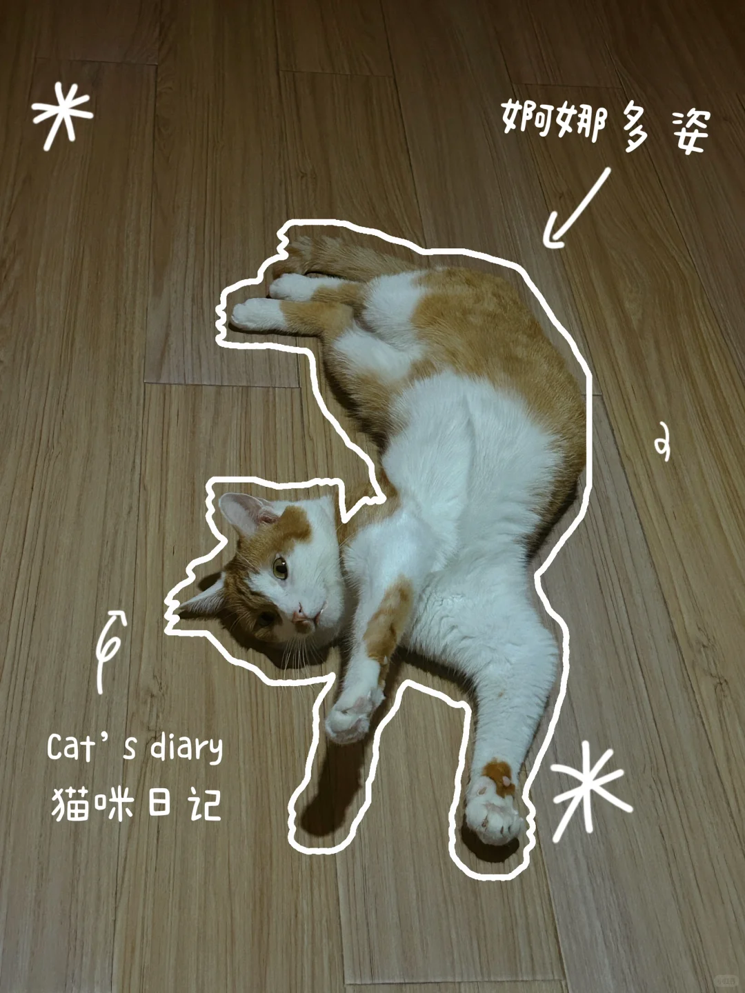 妖娆的小猫咪