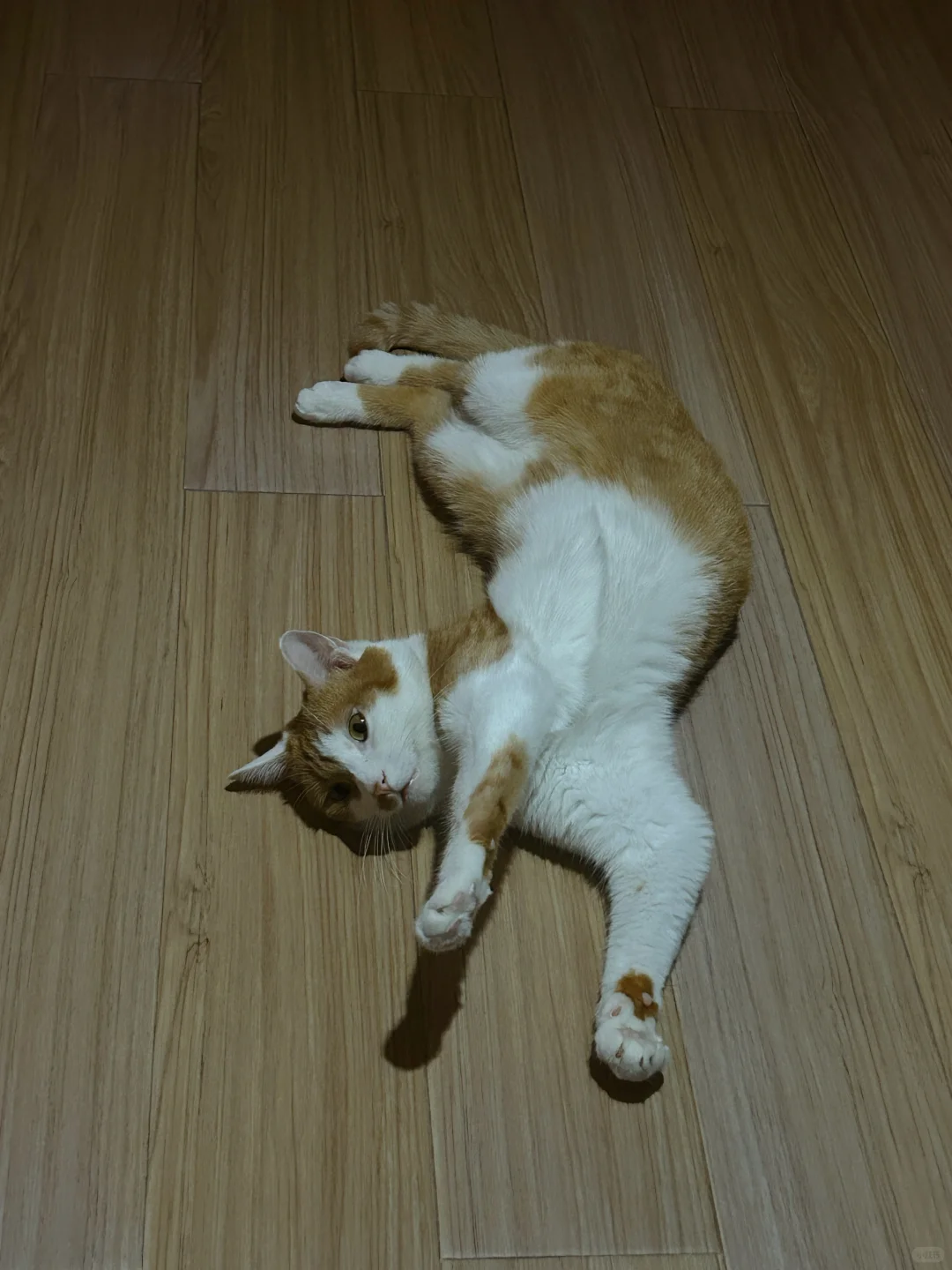 妖娆的小猫咪