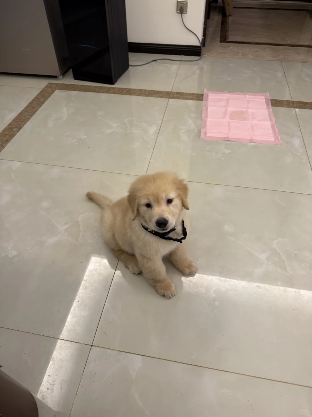 求购赛级边牧，陪伴家犬金毛。