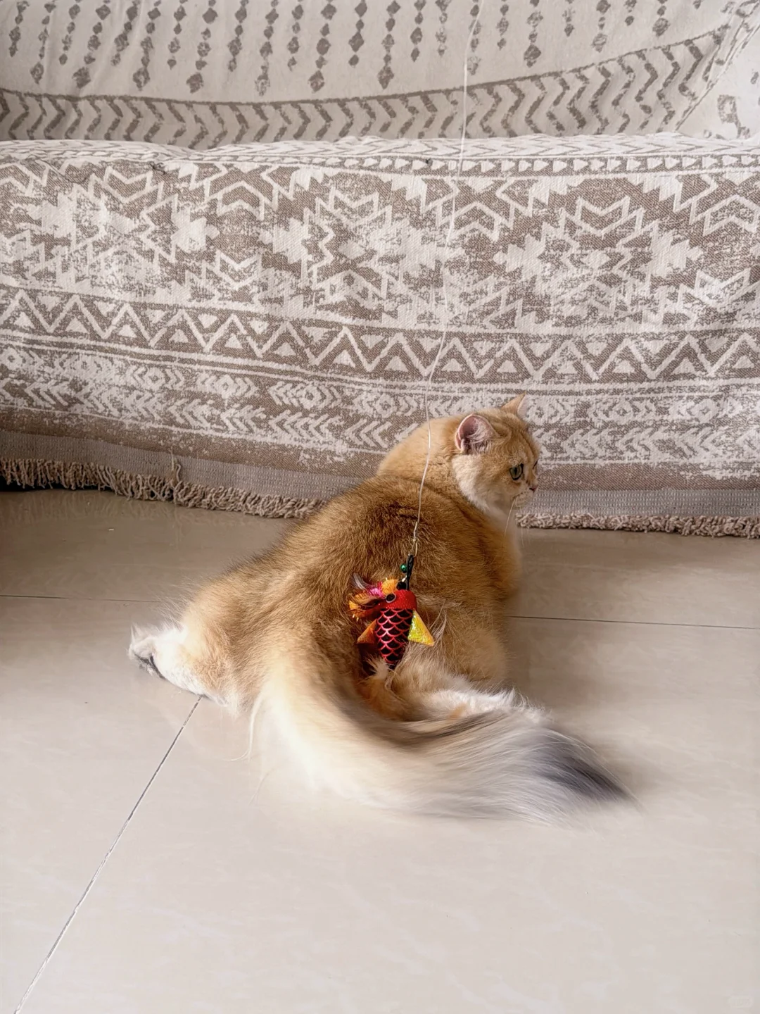 爱劈叉的小猫有多妖娆