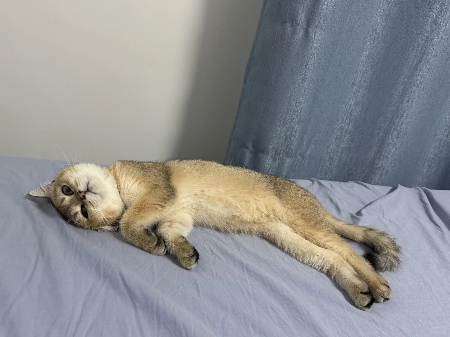 睡觉的小猫好妖娆啊