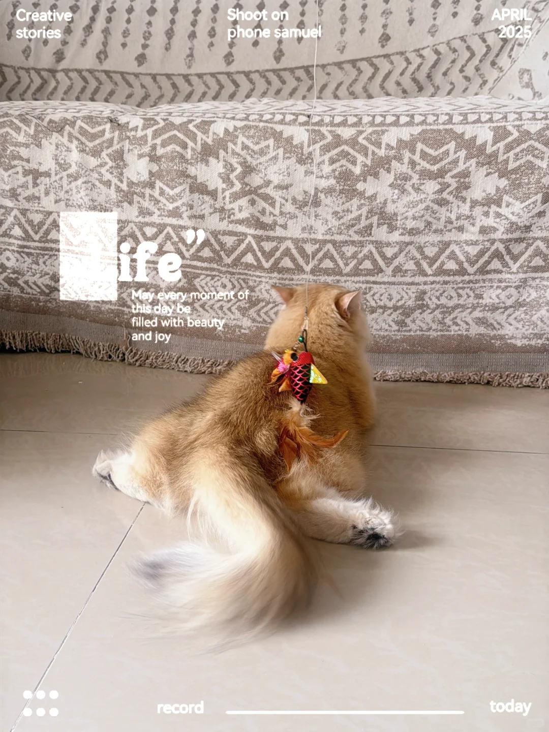 爱劈叉的小猫有多妖娆