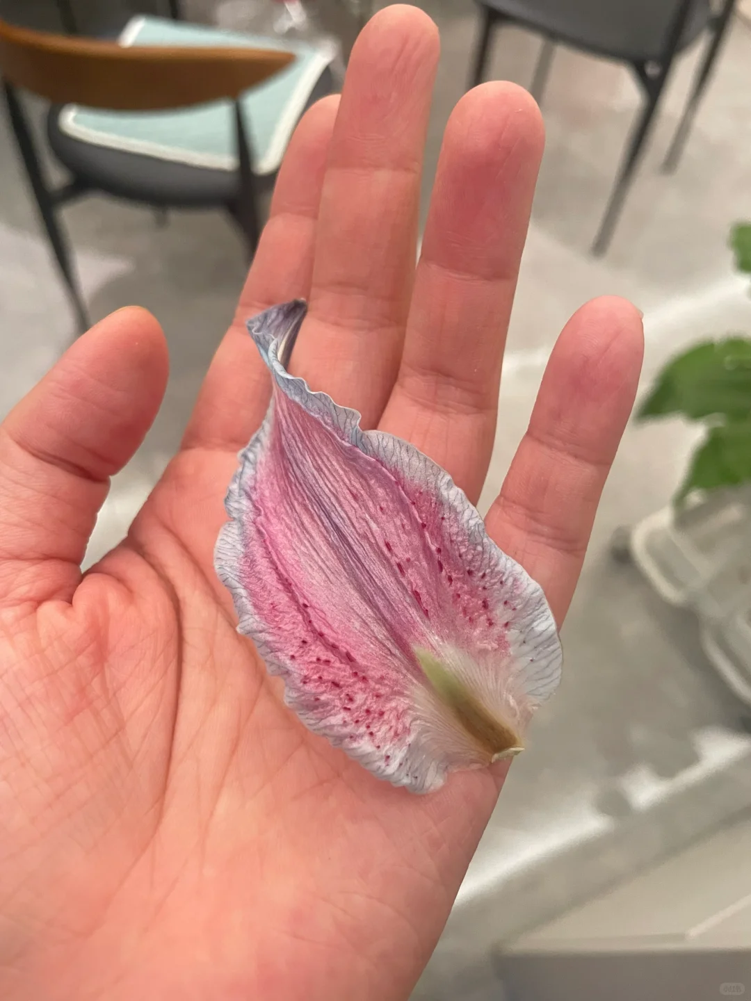 妖艳的百合花🟣