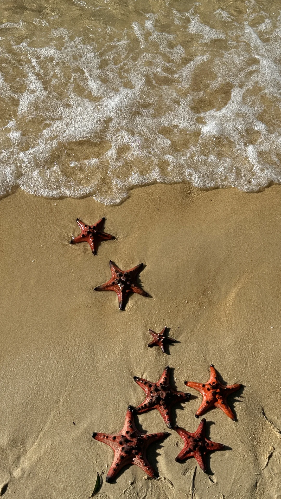 来抓派大星啦🏝️
