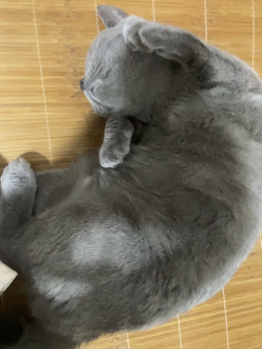 猫儿这个睡姿妖娆