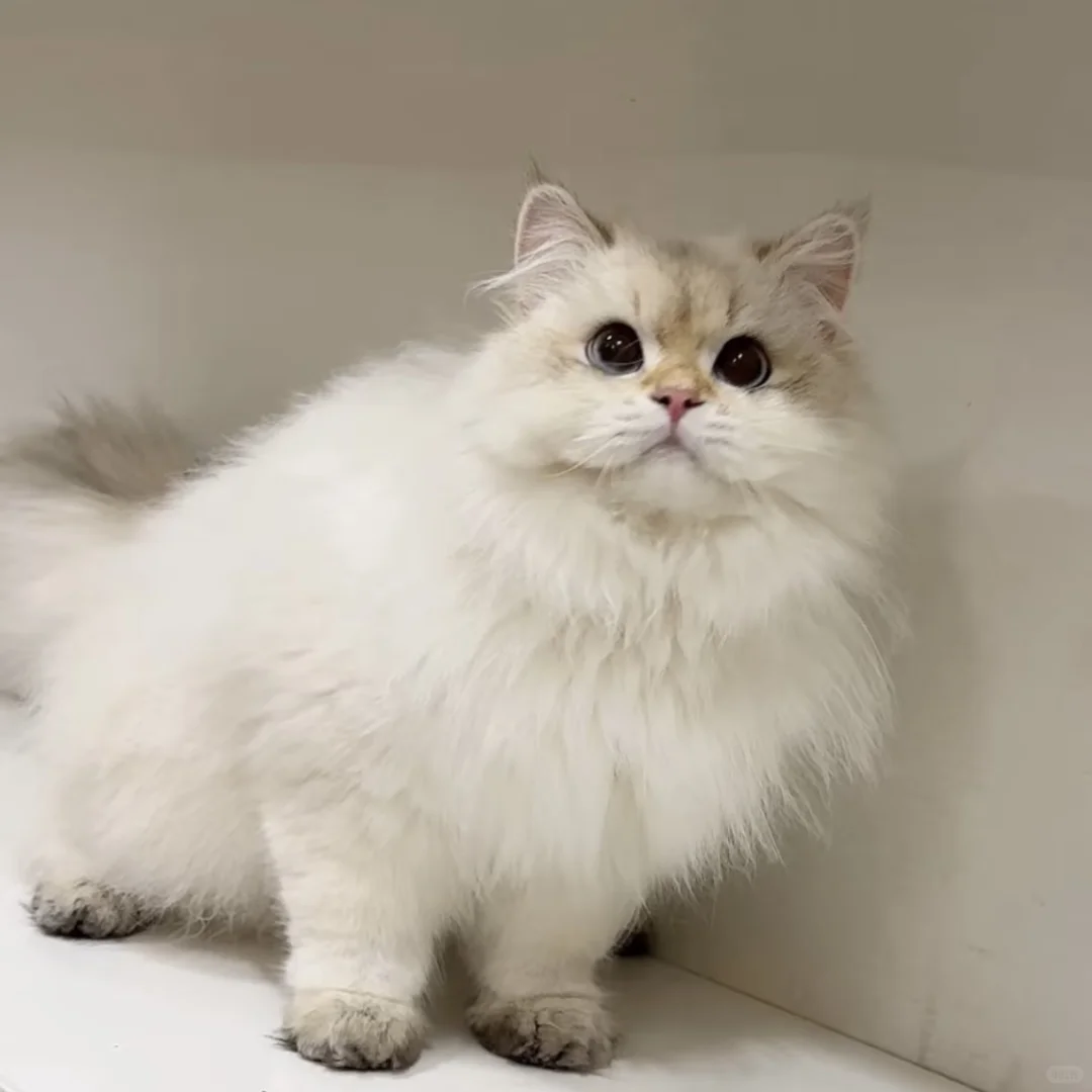 成都求购这样的家养小猫咪
