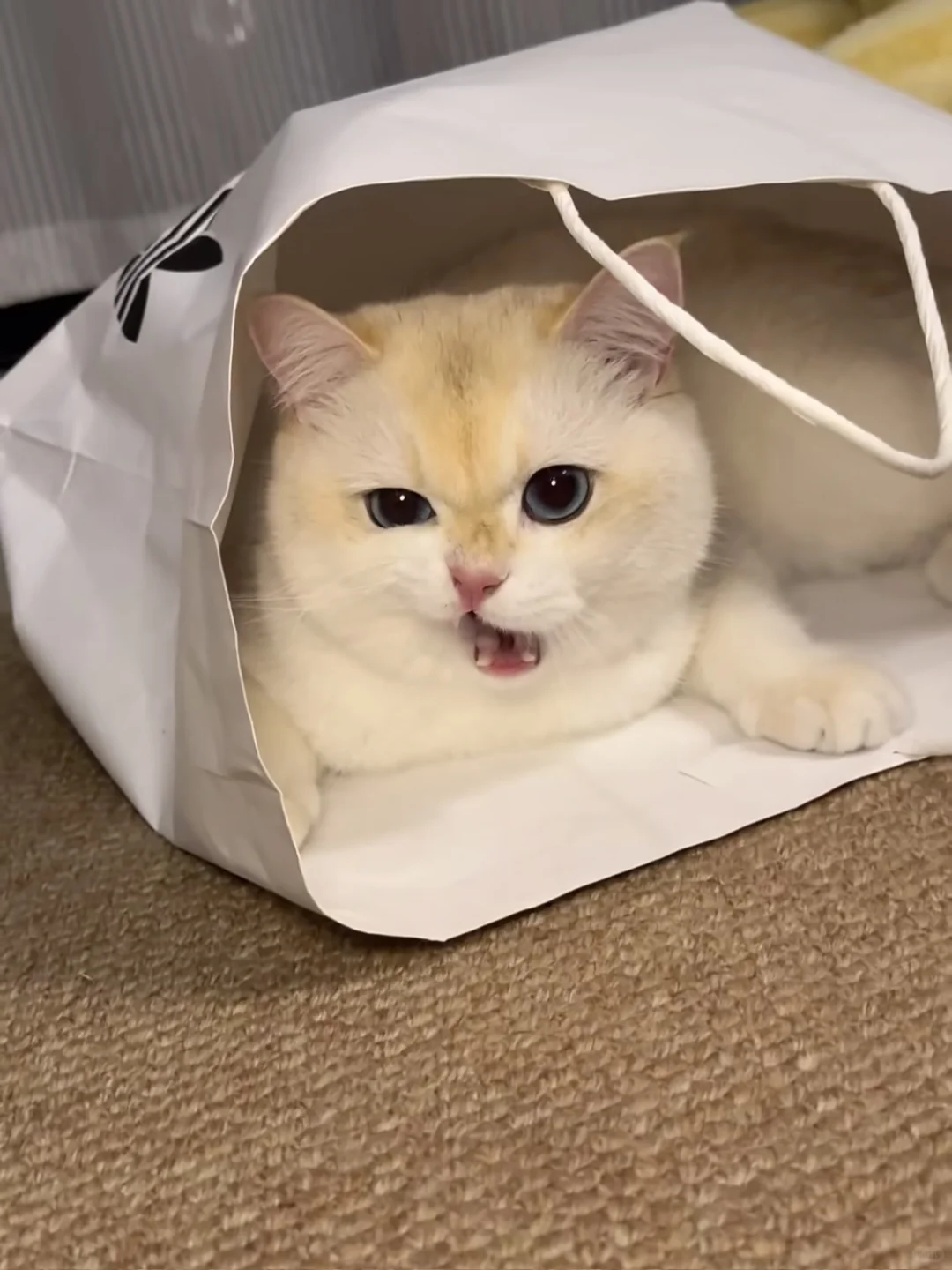 成都求购这样的家养小猫咪