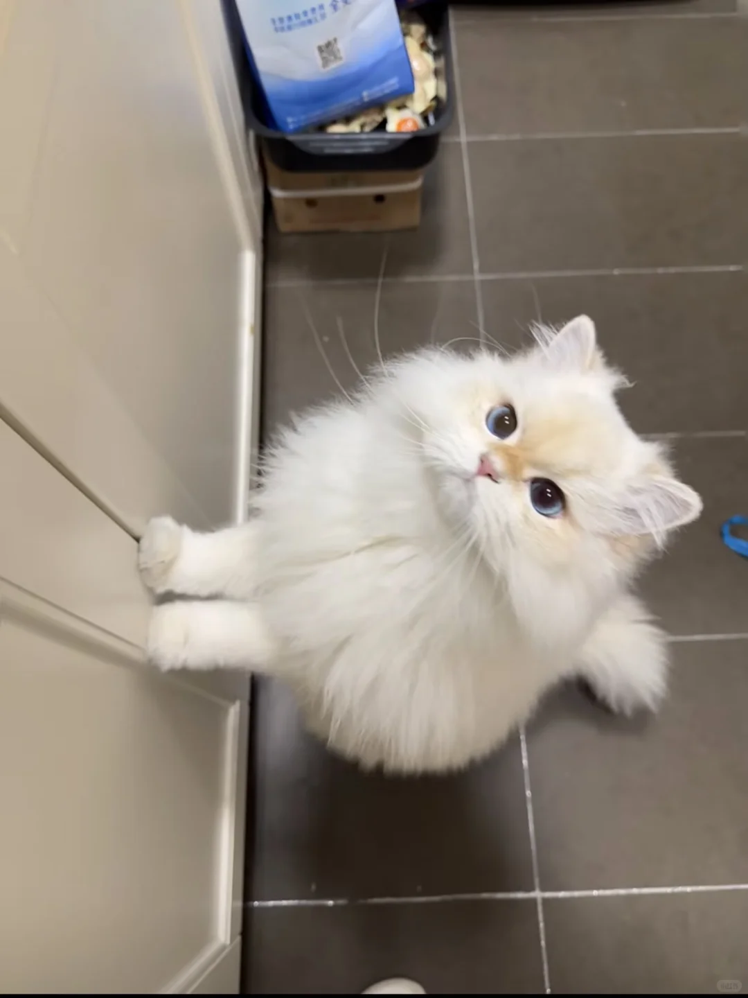 成都求购这样的家养小猫咪