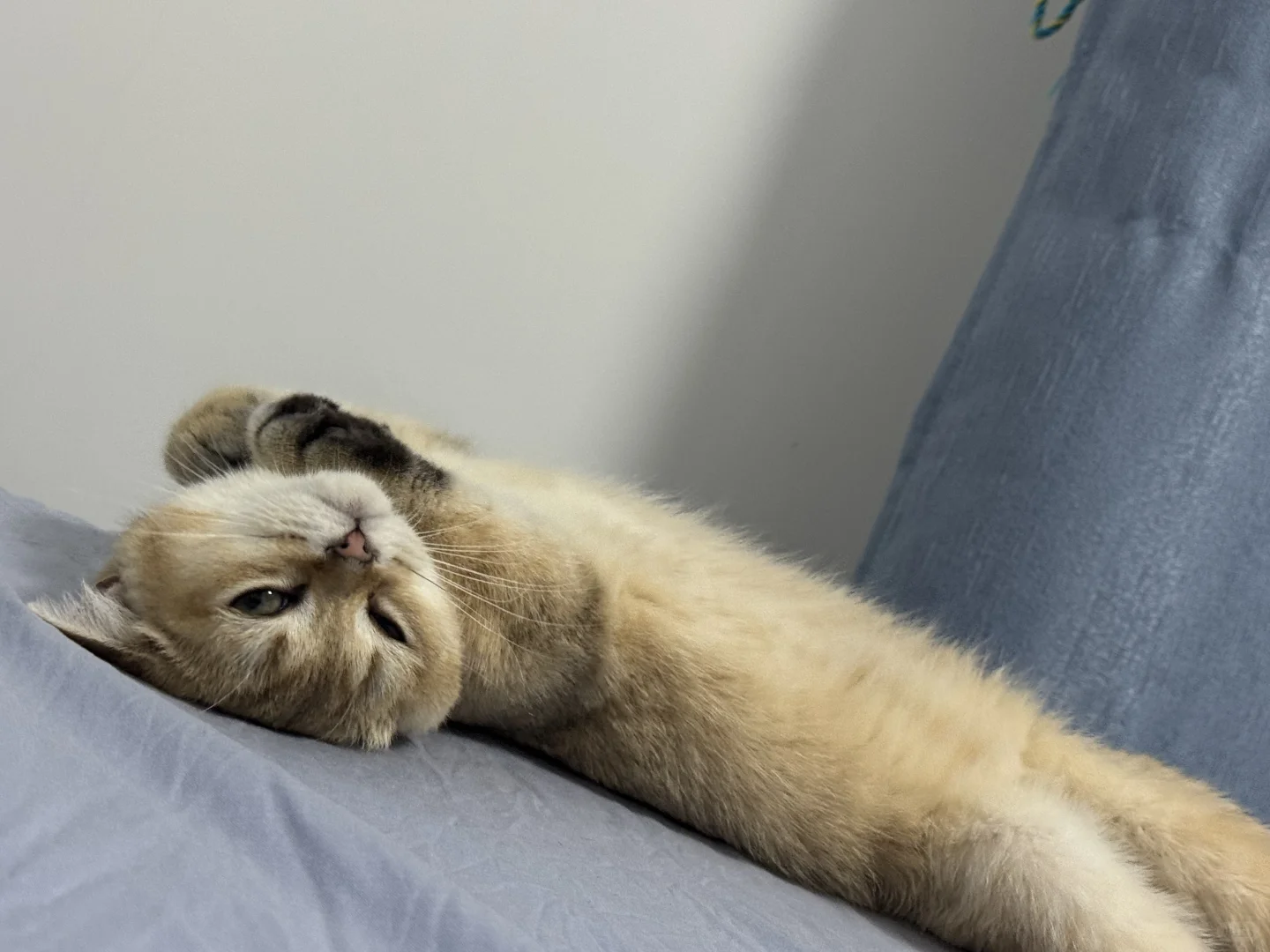 睡觉的小猫好妖娆啊