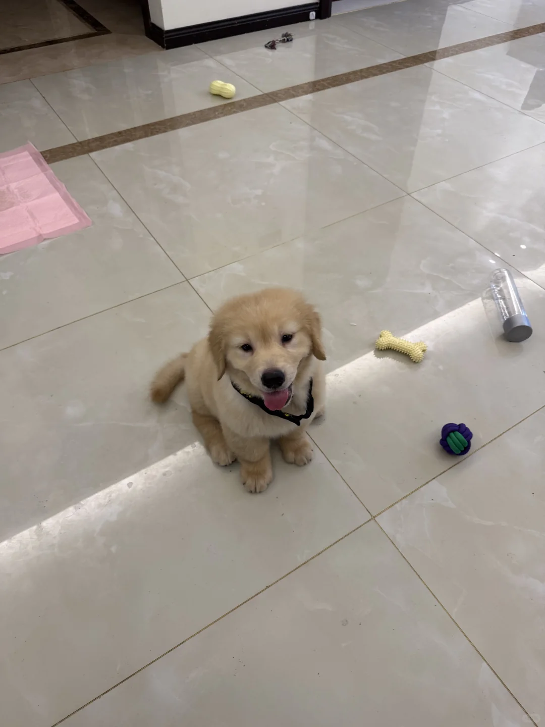 求购赛级边牧，陪伴家犬金毛。
