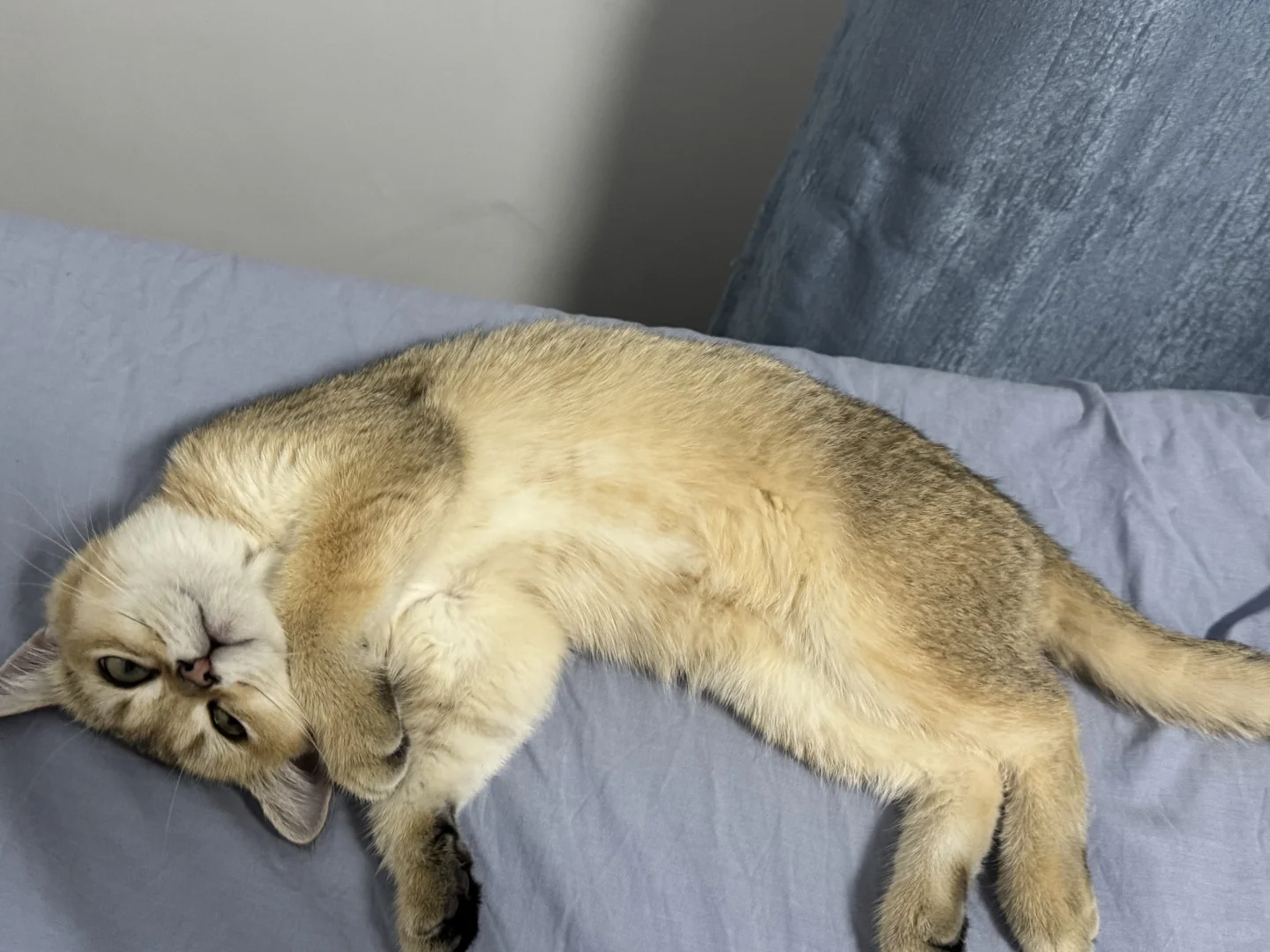 睡觉的小猫好妖娆啊