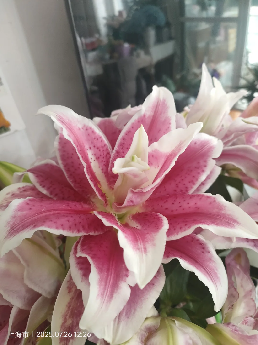 香艳倾城 重瓣百合 上海种业