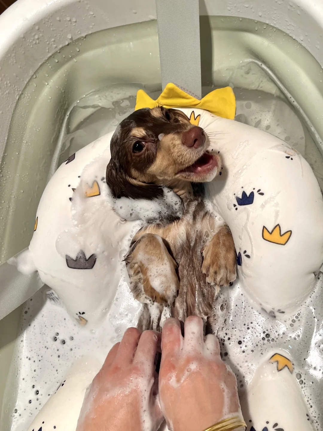 本公主沐浴照来也🛀