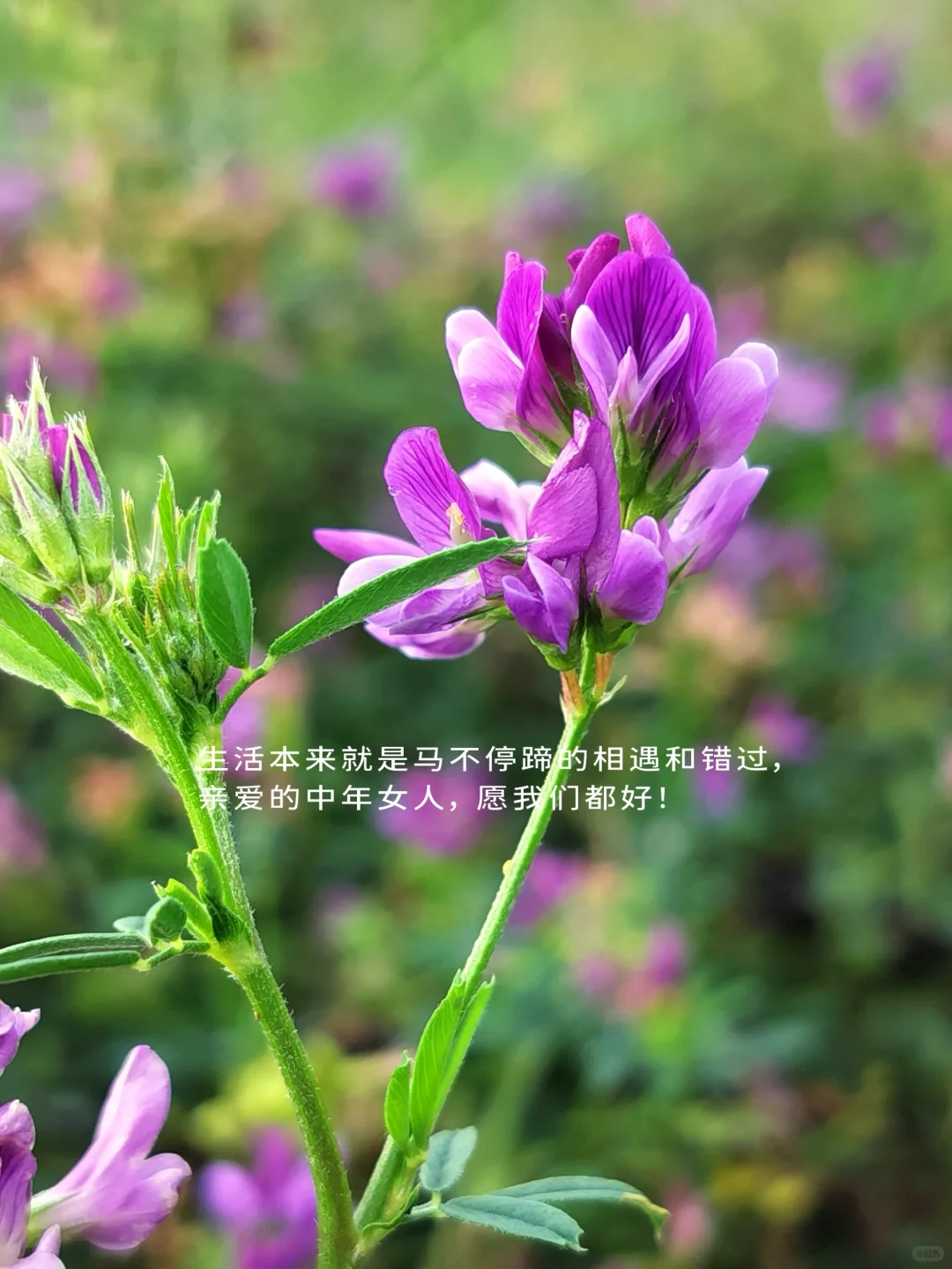 中年女性要是有了风骨，那便是天生尤物