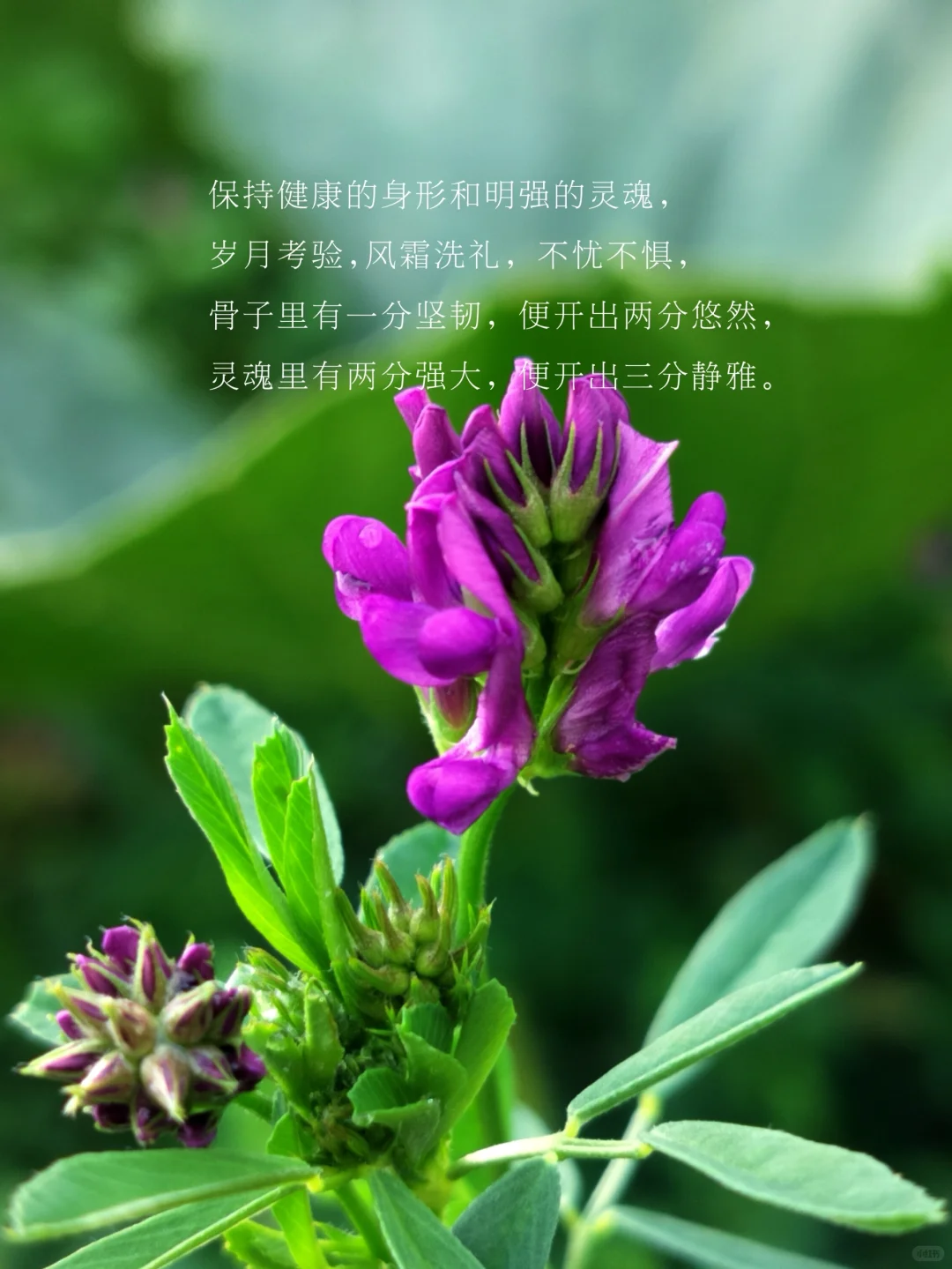 中年女性要是有了风骨，那便是天生尤物