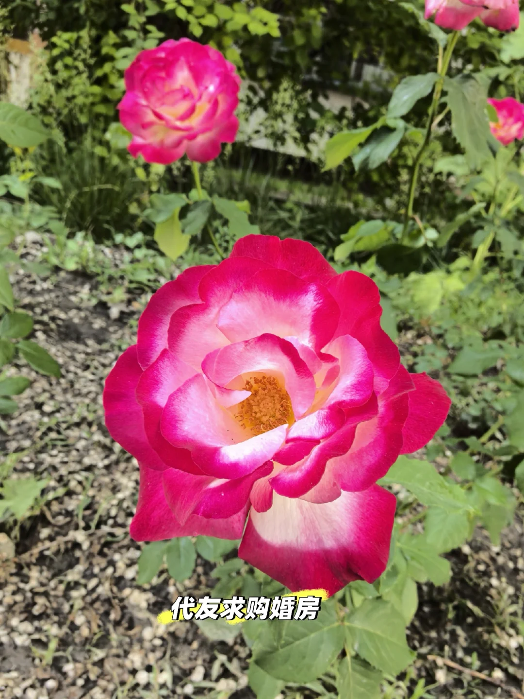 代友求购婚房