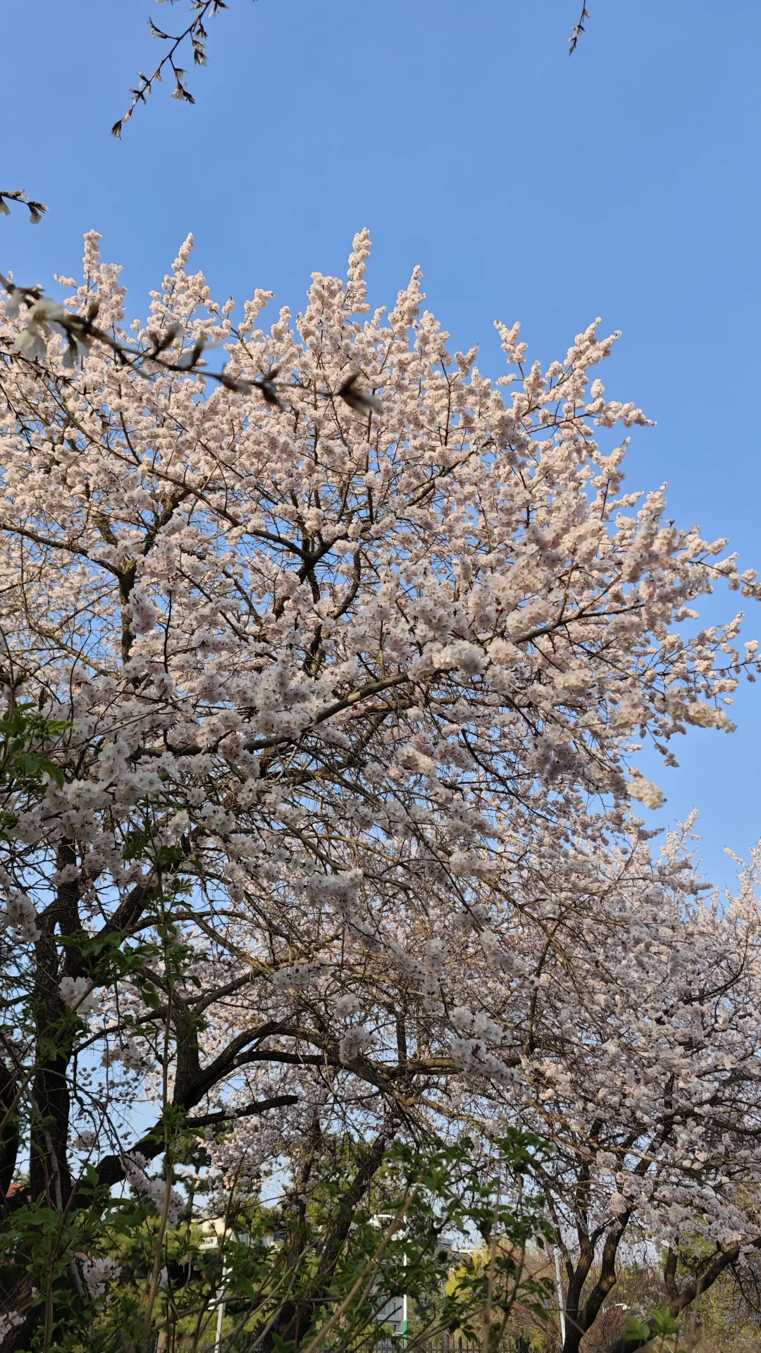 桃花 拍不出她的美