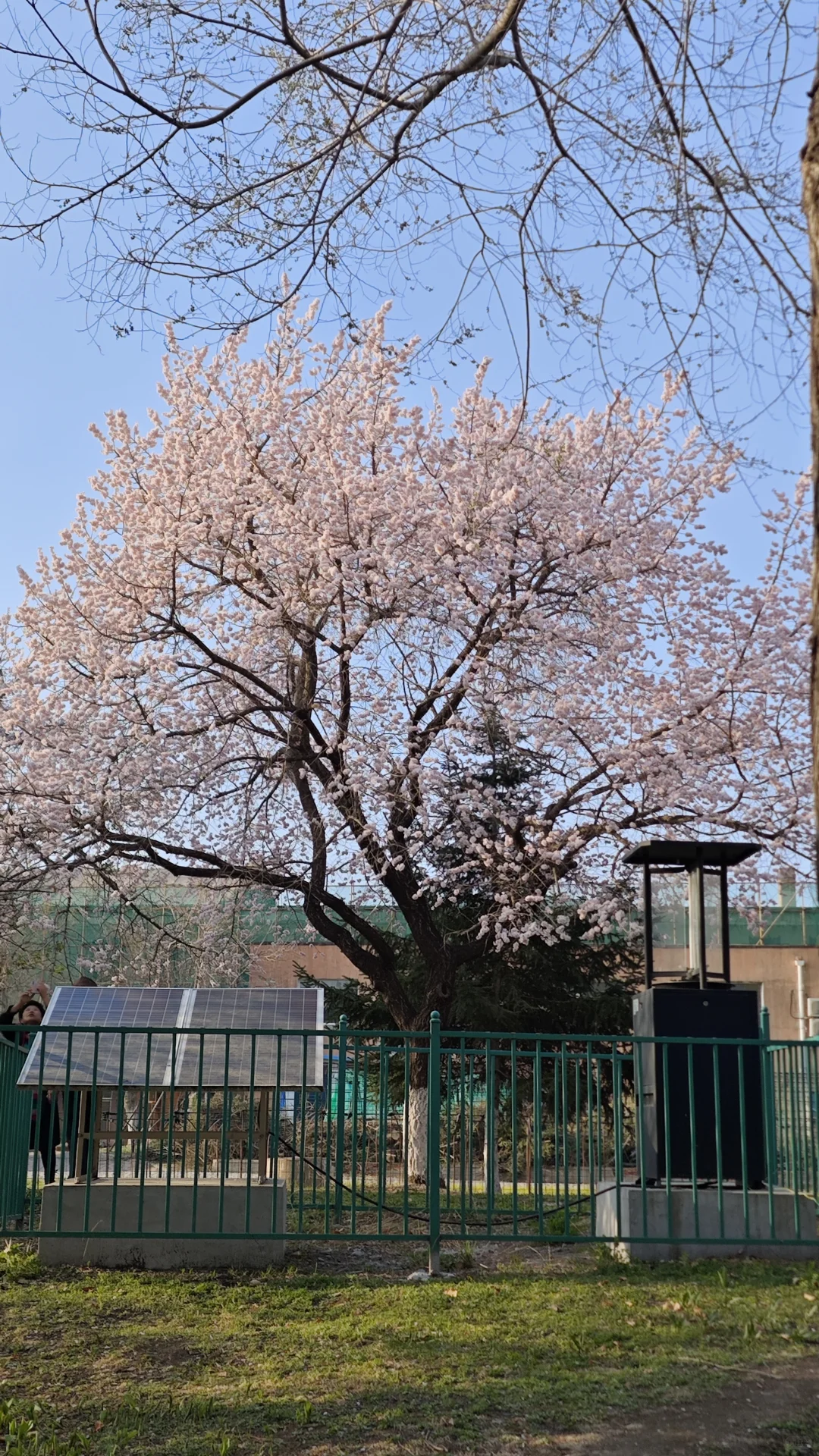 桃花 拍不出她的美