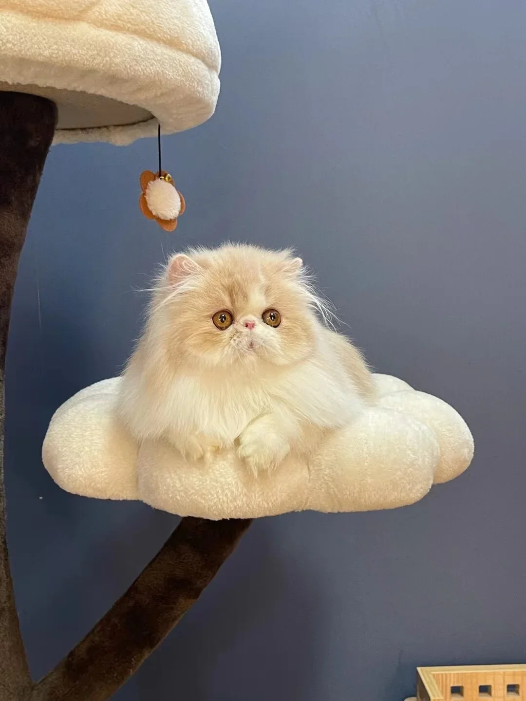 求购波斯猫一只