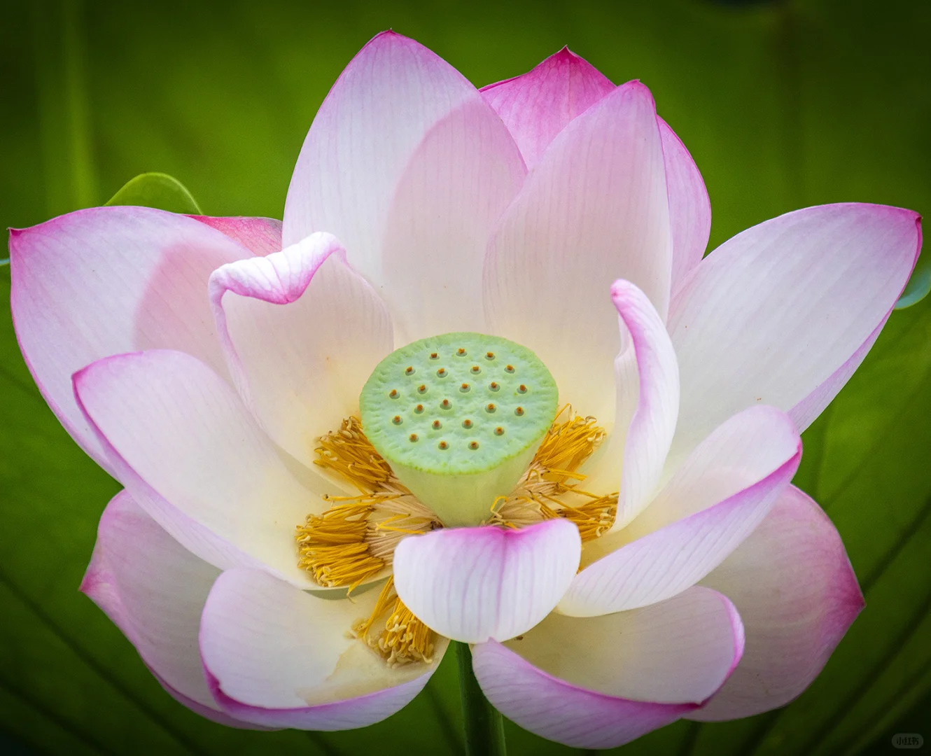 永远可以相信高清荷花照的娇艳非凡，爱了！
