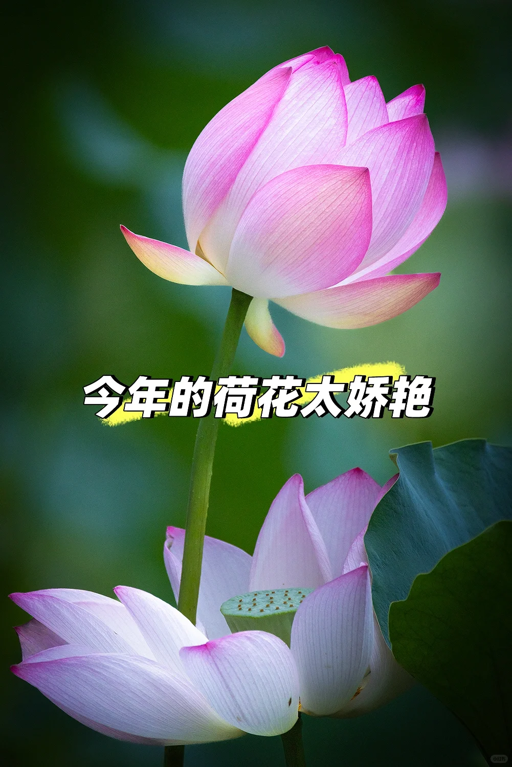 永远可以相信高清荷花照的娇艳非凡，爱了！