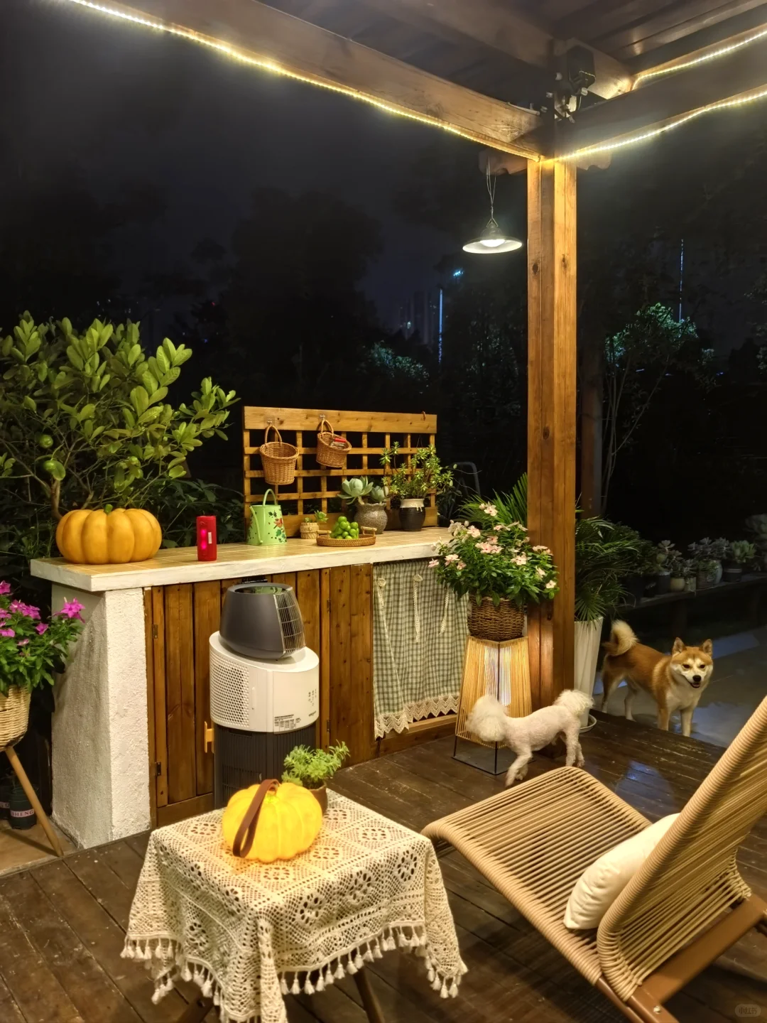 11层洋房一楼带院，数万网友的梦中情房🏠