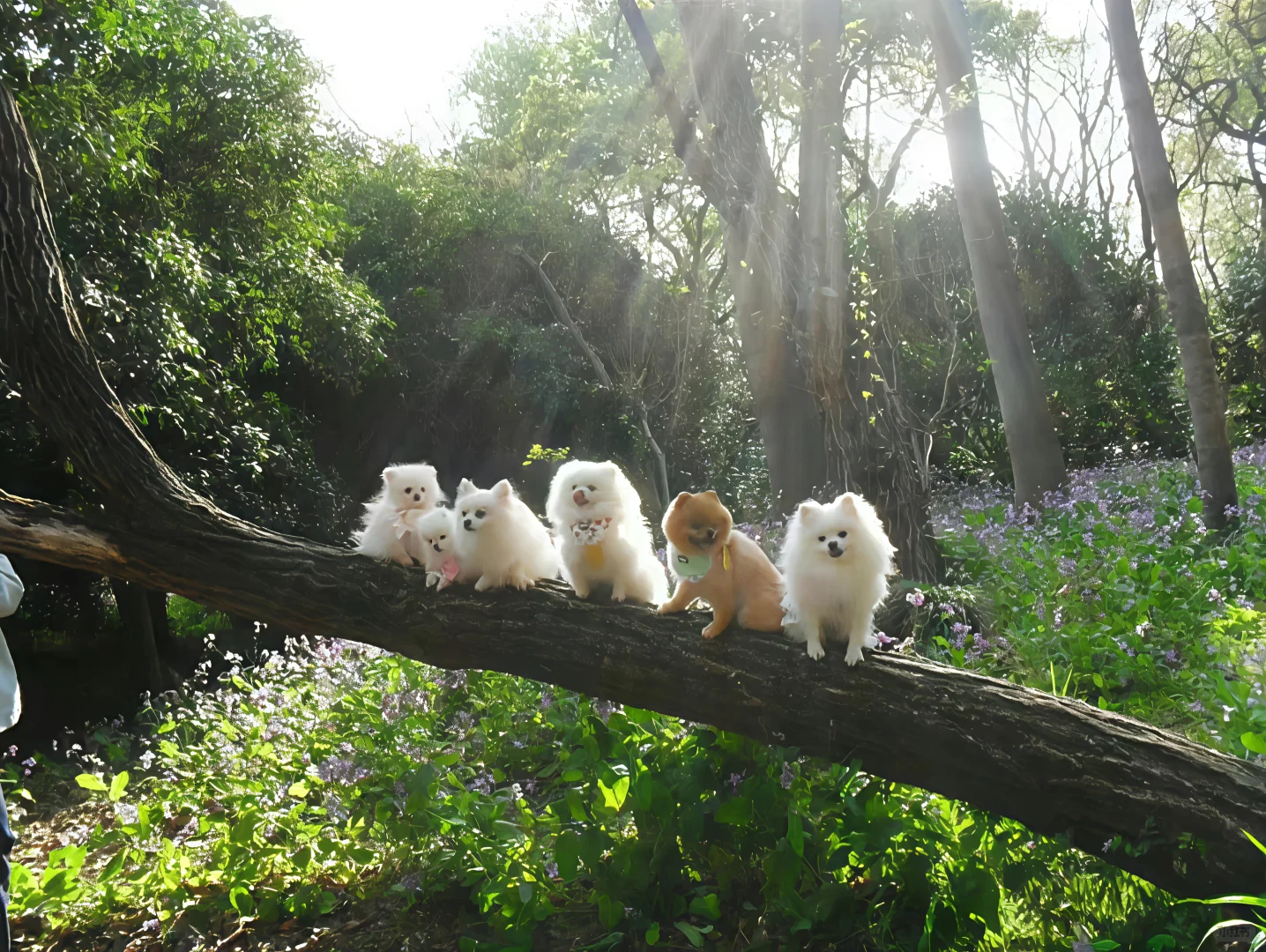 夏日里的超萌鸭鸭小队🐤