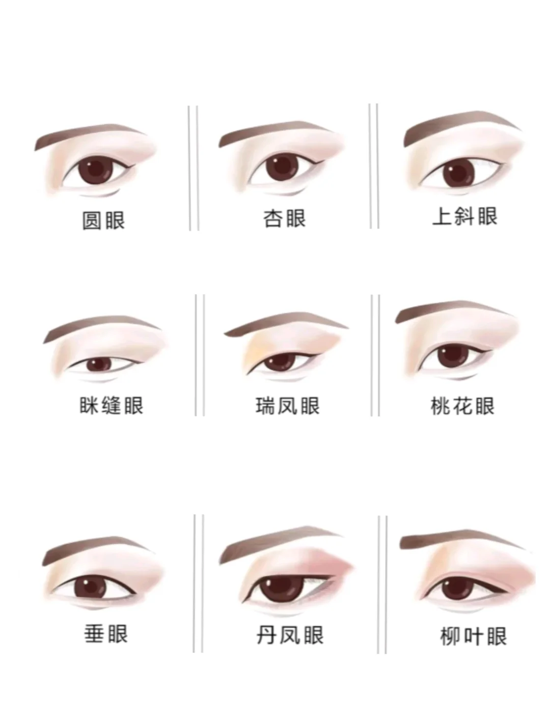 眼睛和卧蚕管什么