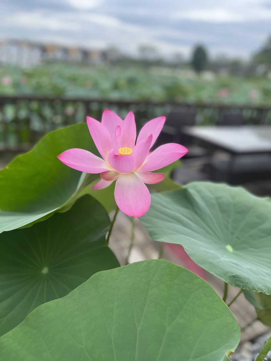 路过一抹娇艳