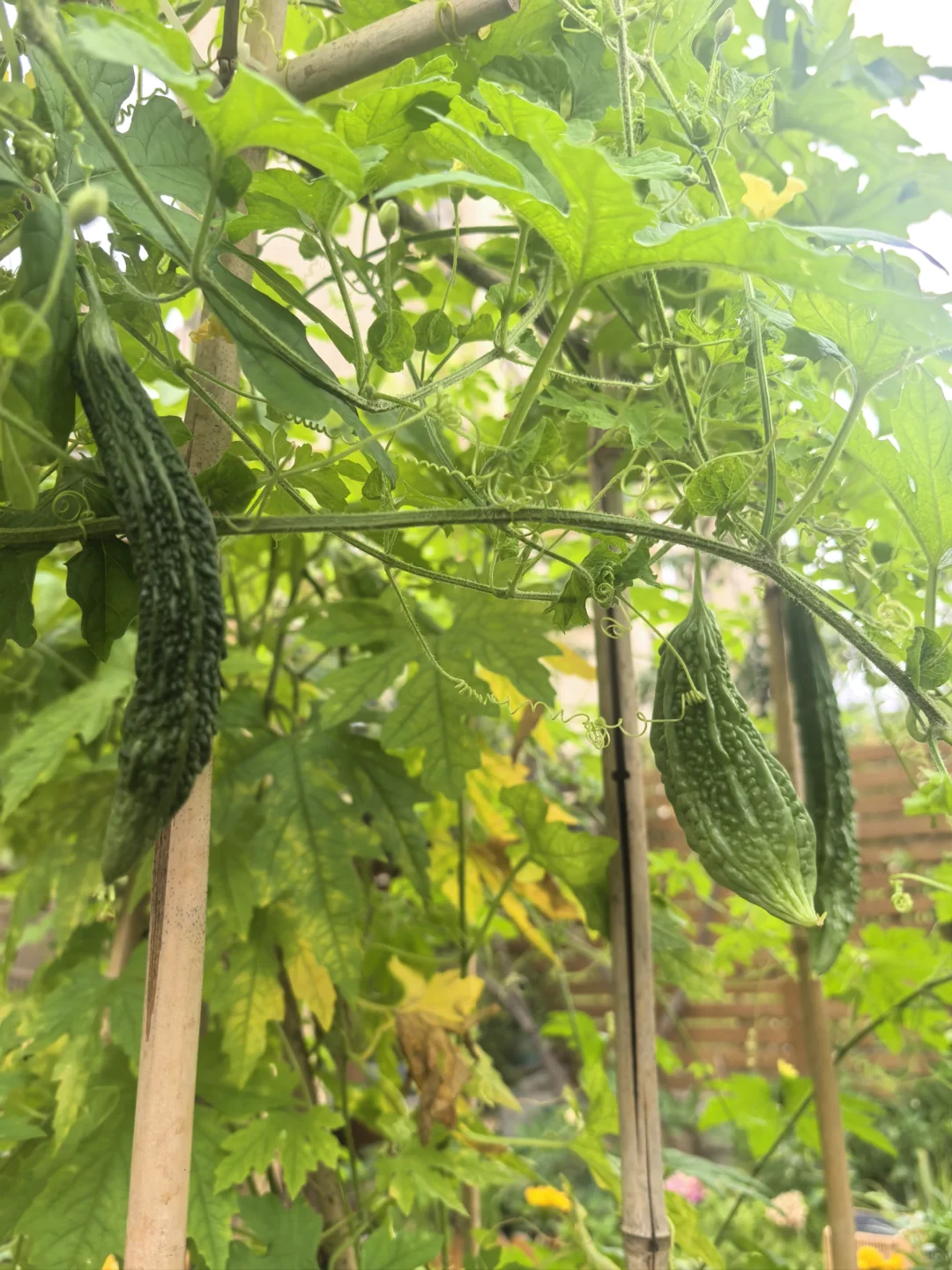 11层洋房一楼带院，数万网友的梦中情房🏠
